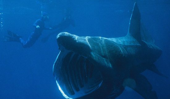 Druga po veličini vrsta ajkule snimljena kod ostrva Cres na Jadranu 13