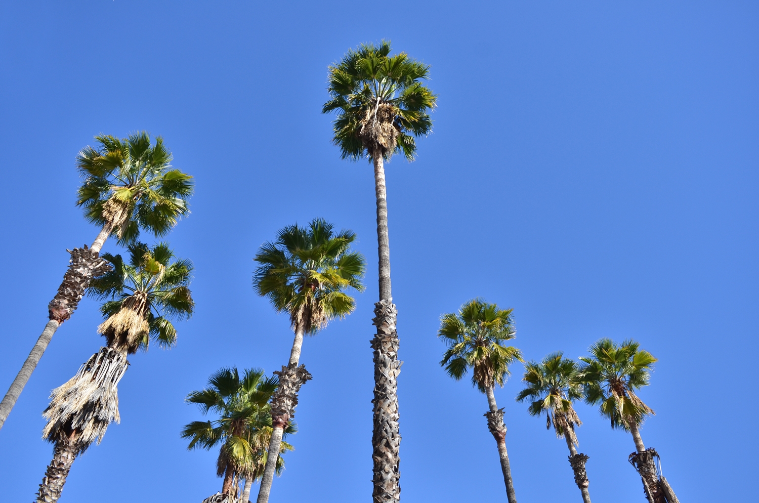 Los Anđeles bez iluzija: Autentično iskustvo sa ulica Grada anđela 6