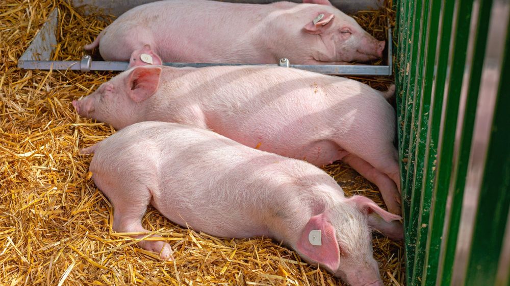 Forbes Magazin: Kako srpski poljoprivrednik vidi novu agrarnu politiku države 23