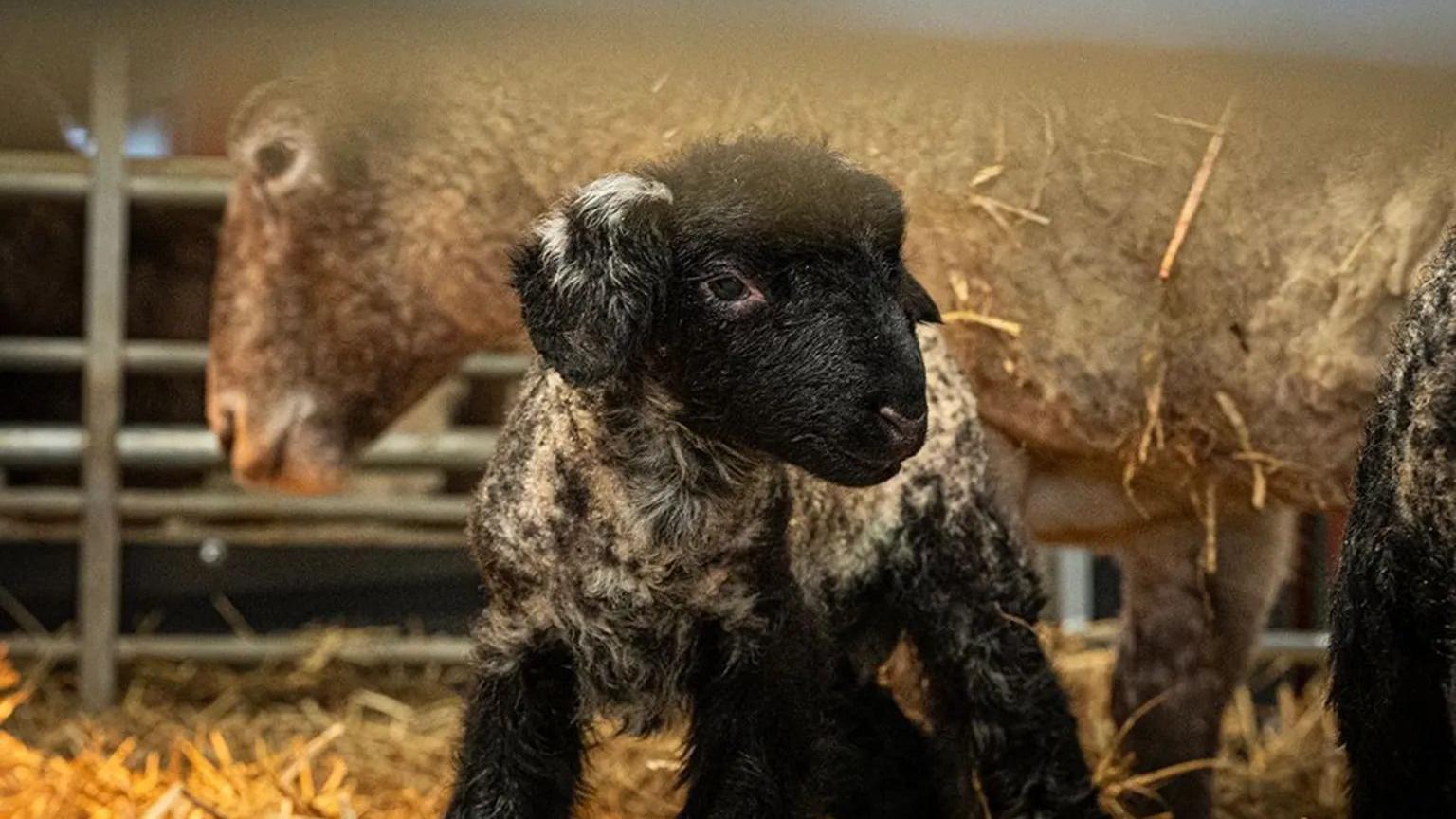 Ovca, ispod nje je jedno crno jagnje