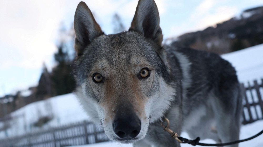 Neočekivana zvezda Olimpijskih igara: Pas Nazgul je oduševio sve 10