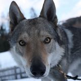 Neočekivana zvezda Olimpijskih igara: Pas Nazgul je oduševio sve 7