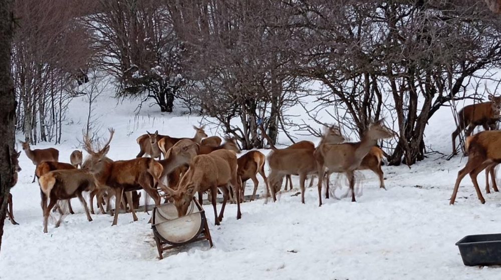 Jeleni Galičice i hrabri rendžeri: Ponos makedonskog nacionalnog parka 10