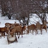 Jeleni Galičice i hrabri rendžeri: Ponos makedonskog nacionalnog parka 6
