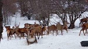 Jeleni Galičice i hrabri rendžeri: Ponos makedonskog nacionalnog parka 13