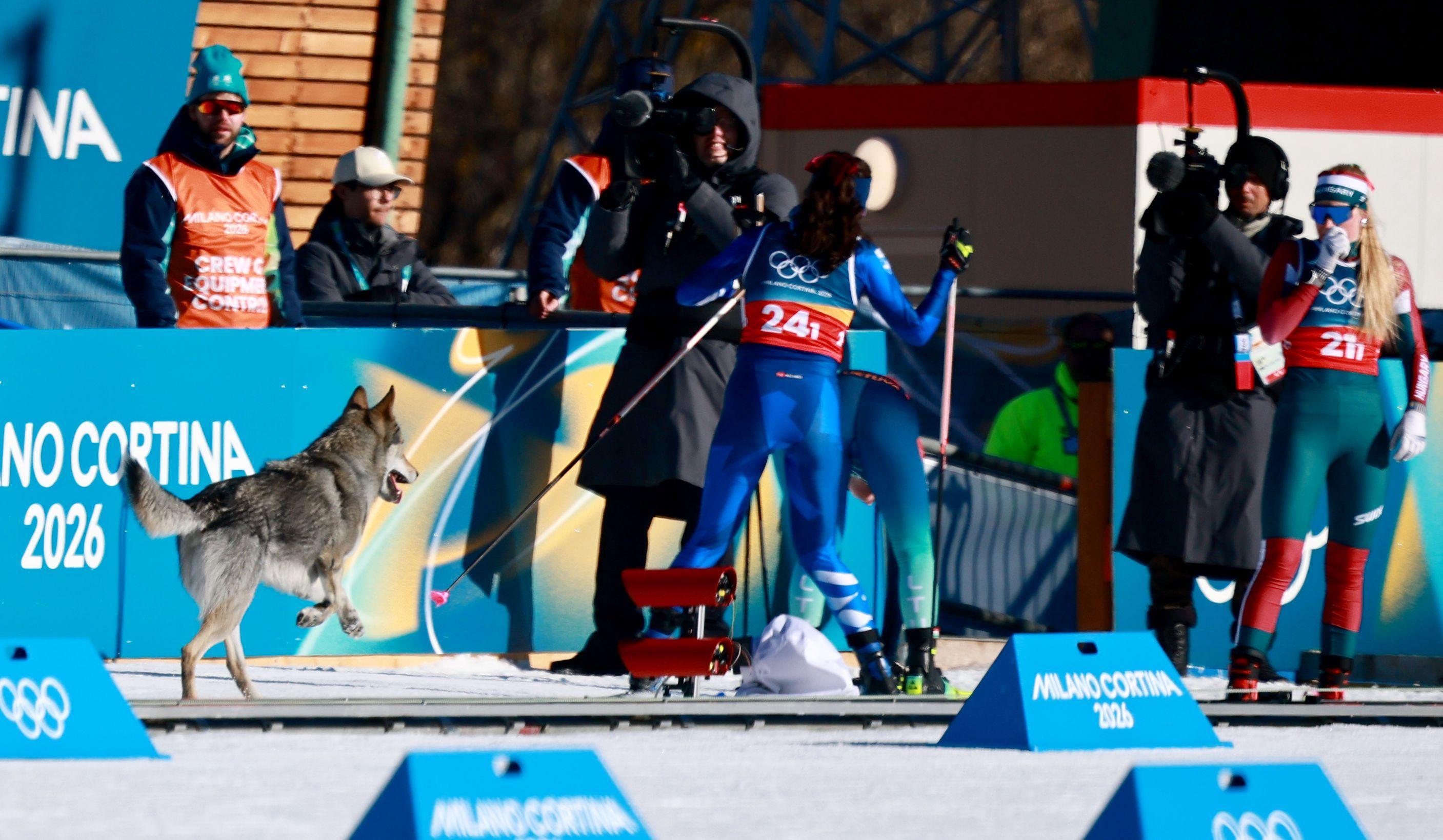Neočekivana zvezda Olimpijskih igara: Pas Nazgul je oduševio sve 5 Pas na stazi tokom kvalifikacija u ženskom timskom sprintu u skijaškom trčanju na Zimskim olimpijskim igrama u Italiji 2026.