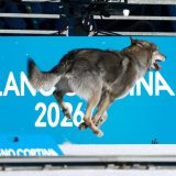 Zaslužio je olimpijsku medalju 7