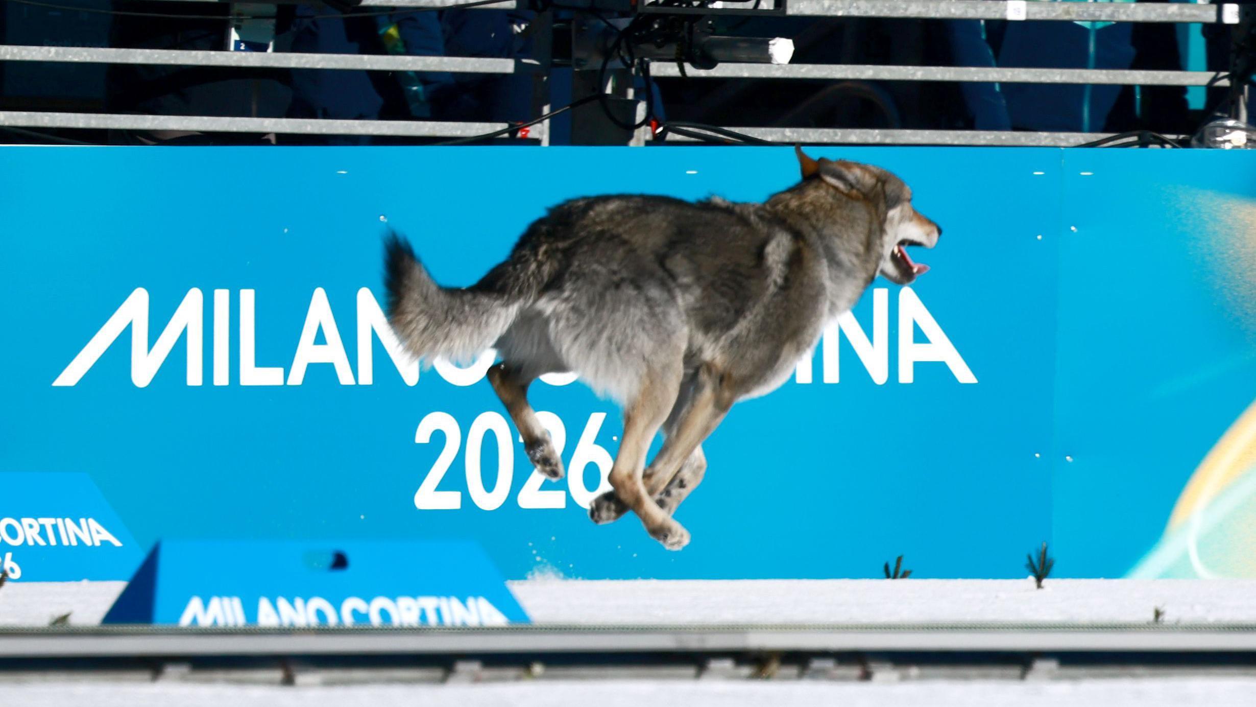 Zaslužio je olimpijsku medalju 1 Pas na stazi tokom kvalifikacija u ženskom timskom sprintu u skijaškom trčanju na Zimskim olimpijskim igrama u Italiji 2026.