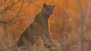 Sajmon Blejkni, urednik BBC serije 'Kraljevstvo': 'Priroda je pisala scenario' 15