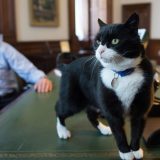 Mačak penzionisani diplomata preminuo na Bermudima 4