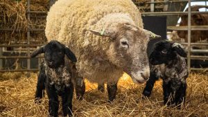 'Najusamljenija' ovca više nije sama 3