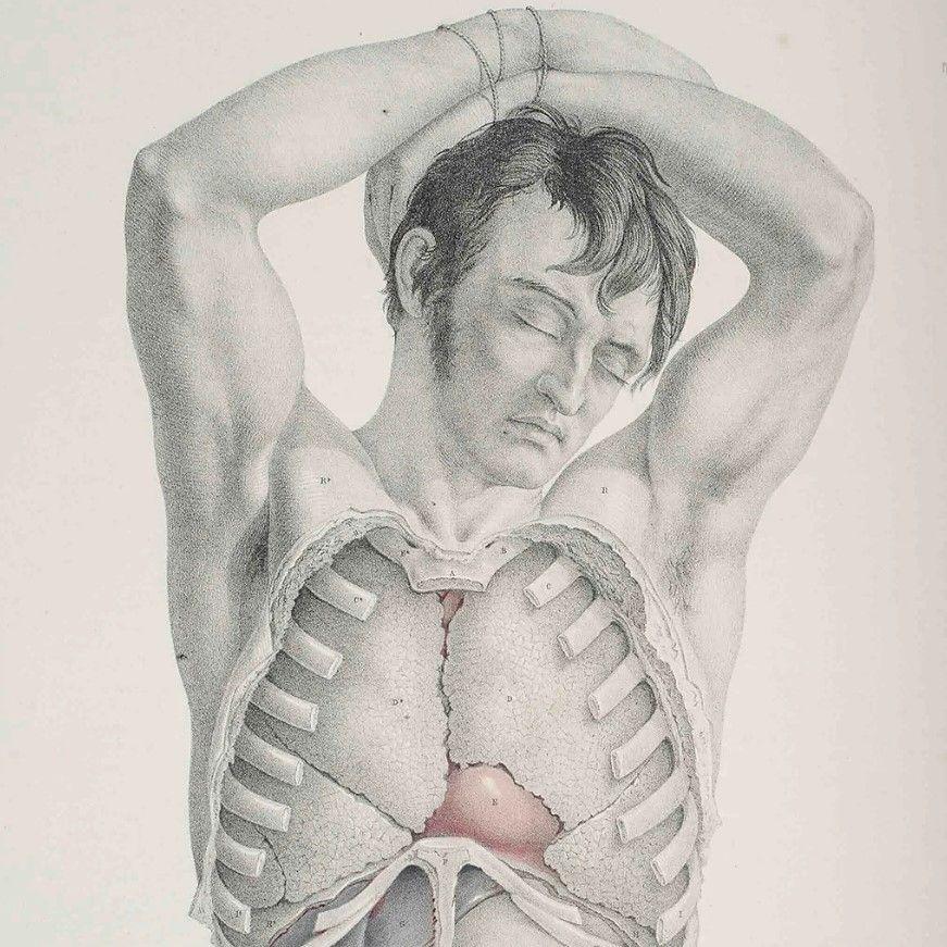 Ilustracija iz knjige Hirurška anatomija Džozefa Maklisa