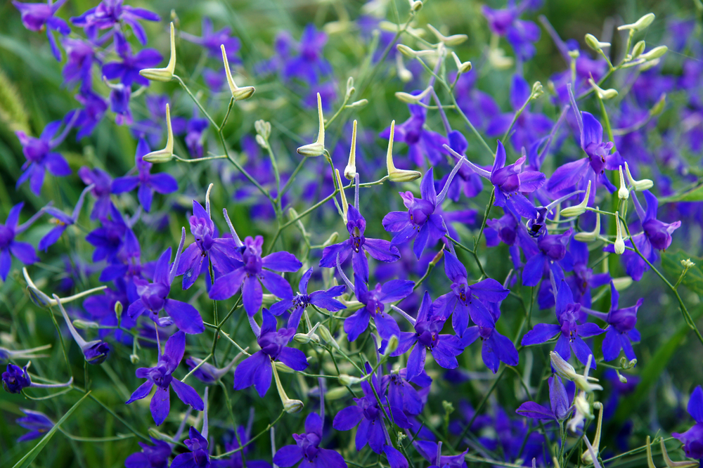 Ako želite bujan vrt na proleće, ovo cveće možete posaditi već sada 2