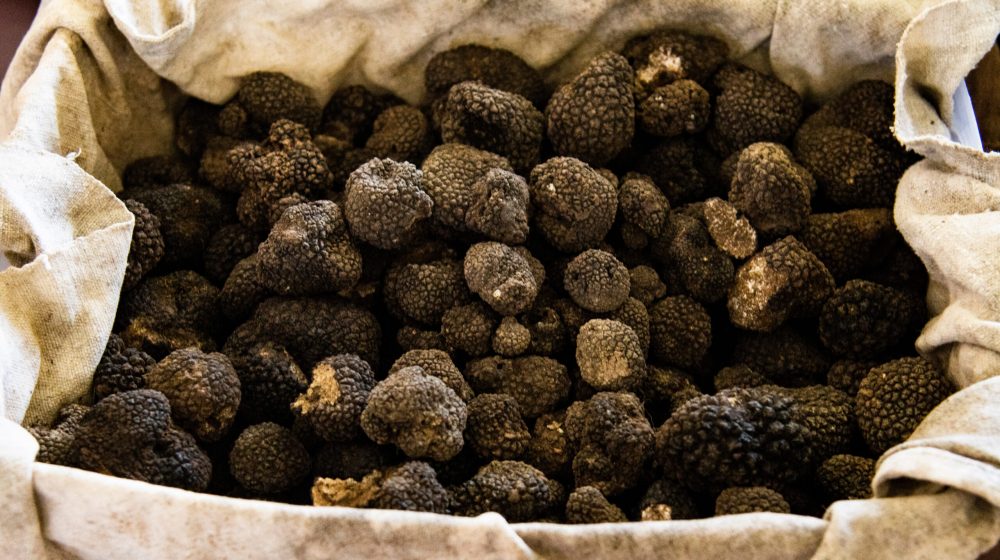 Siva ekonomija i pod zemljom: Kako je loša sezona ogolila nezakonit sistem sakupljanja tartufa u Srbiji 23