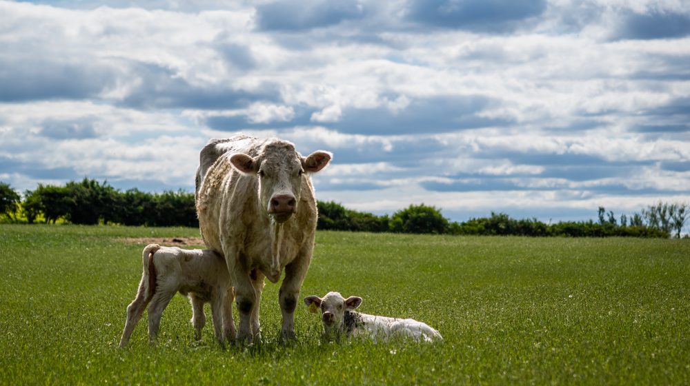 Subvencije za prvotelke nova tačka sukoba: Farmeri ostaju bez miliona zbog uredbe o ograničenju subvencija na 20 grla 1