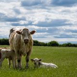 Subvencije za prvotelke nova tačka sukoba: Farmeri ostaju bez miliona zbog uredbe o ograničenju subvencija na 20 grla 3