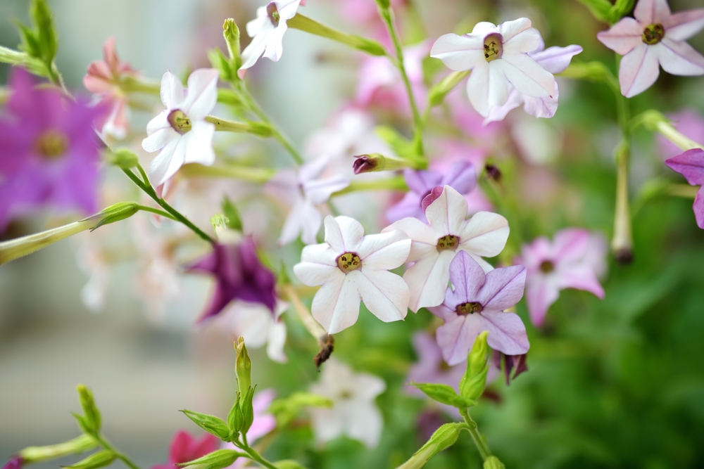 Ako želite bujan vrt na proleće, ovo cveće možete posaditi već sada 4