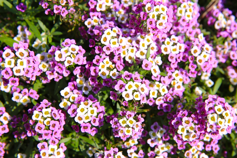 Ako želite bujan vrt na proleće, ovo cveće možete posaditi već sada 1