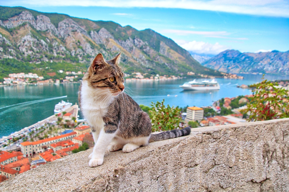 Ovi svetski gradovi imaju najviše uličnih mačaka - jedan je iz bivše Jugoslavije 3