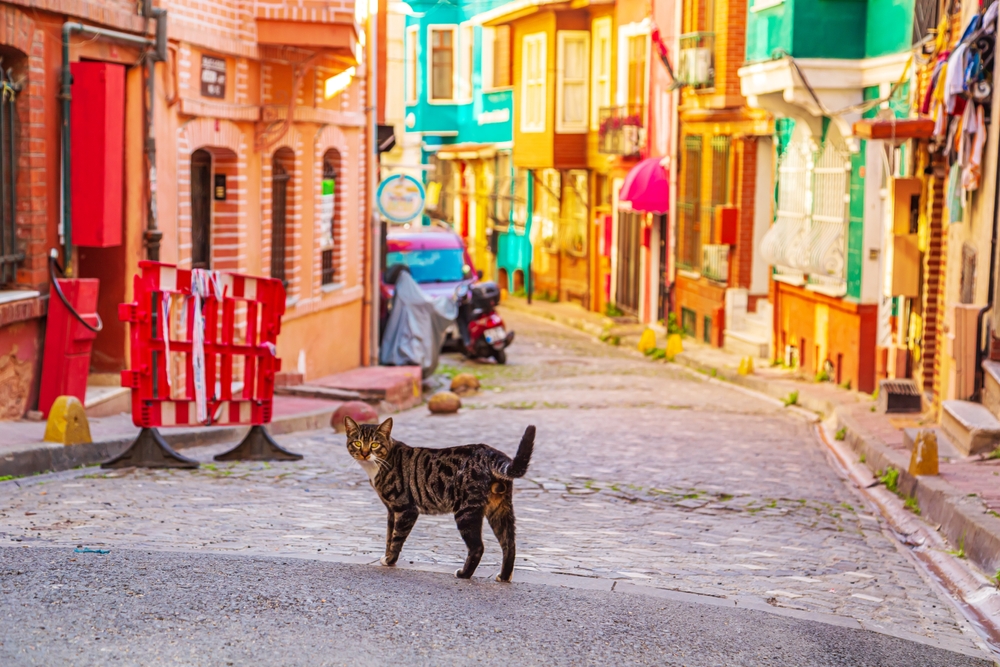 Ovi svetski gradovi imaju najviše uličnih mačaka - jedan je iz bivše Jugoslavije 1