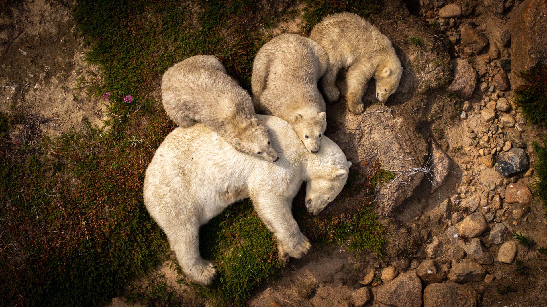Razigrani ris, usnuli polarni medvedi, vrhunska kamuflaža: Najbolje fotografije prirode 2 Polarni medvedi