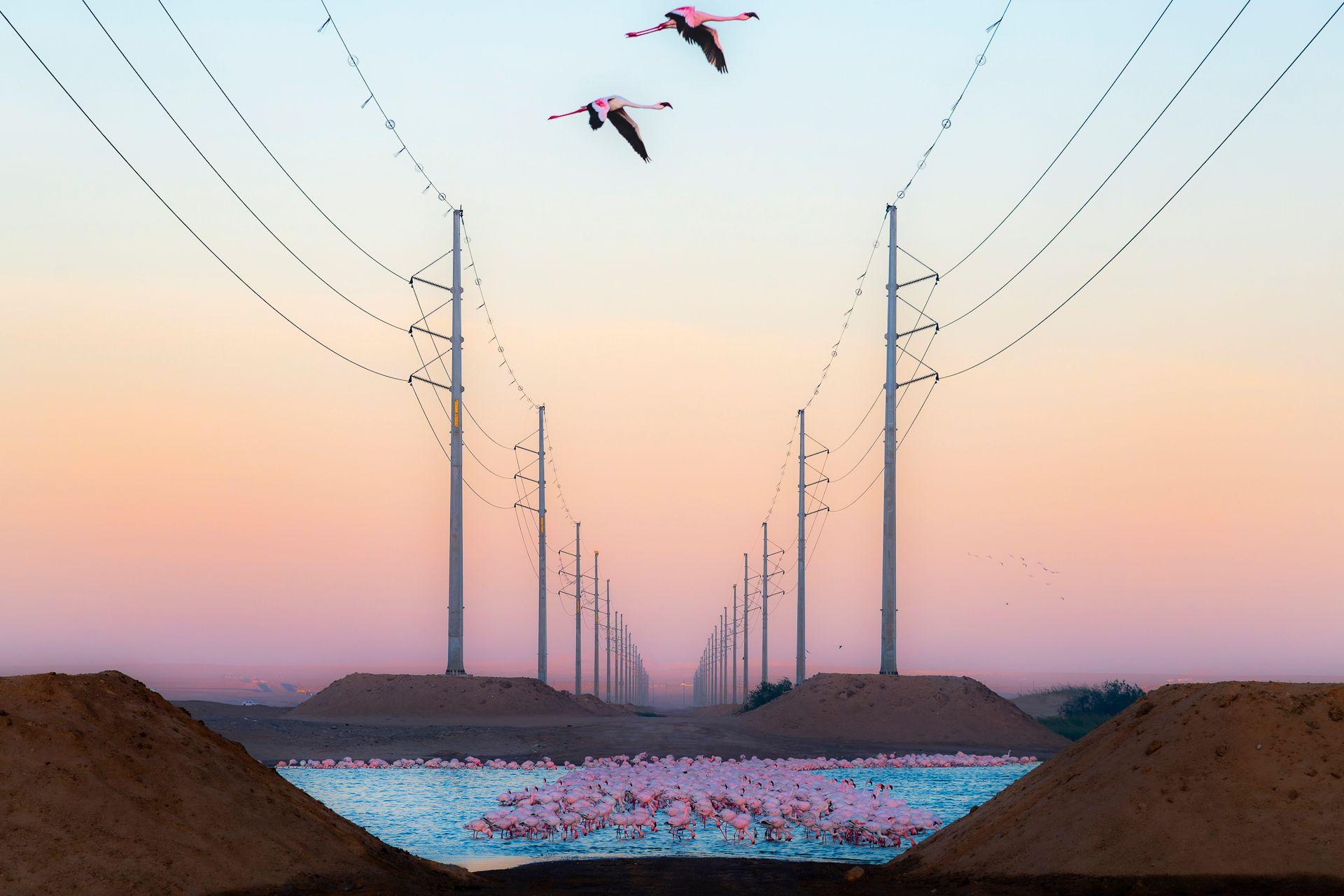Razigrani ris, usnuli polarni medvedi, vrhunska kamuflaža: Najbolje fotografije prirode 3 Flamingosi
