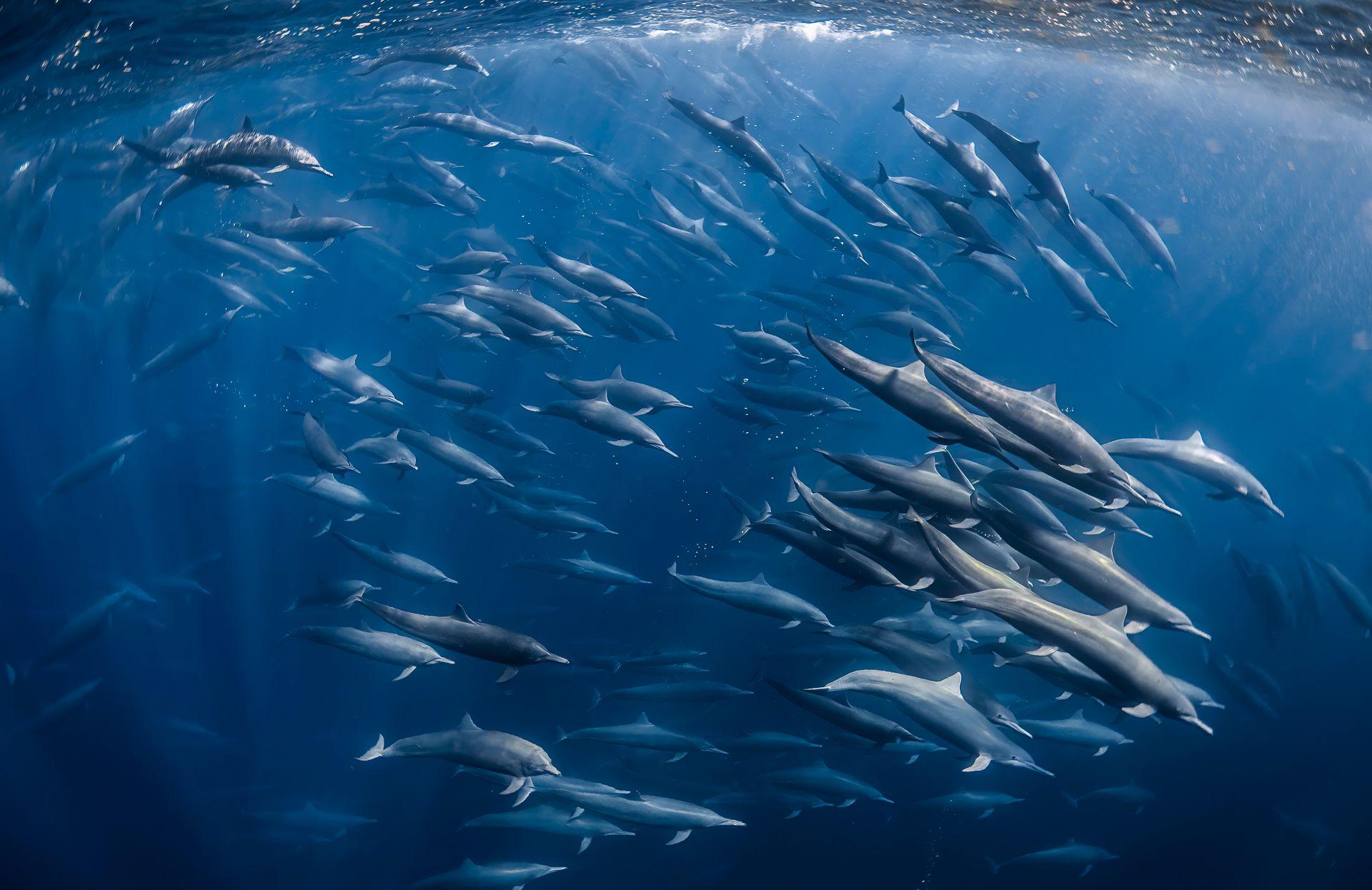 Razigrani ris, usnuli polarni medvedi, vrhunska kamuflaža: Najbolje fotografije prirode 16 Delfini