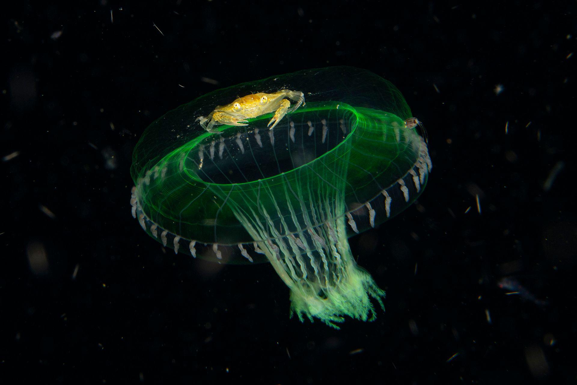 Razigrani ris, usnuli polarni medvedi, vrhunska kamuflaža: Najbolje fotografije prirode 9 Providna meduza svetli zelenkasto u tamnoj vodi, njeno zvono je blago osvetljeno.