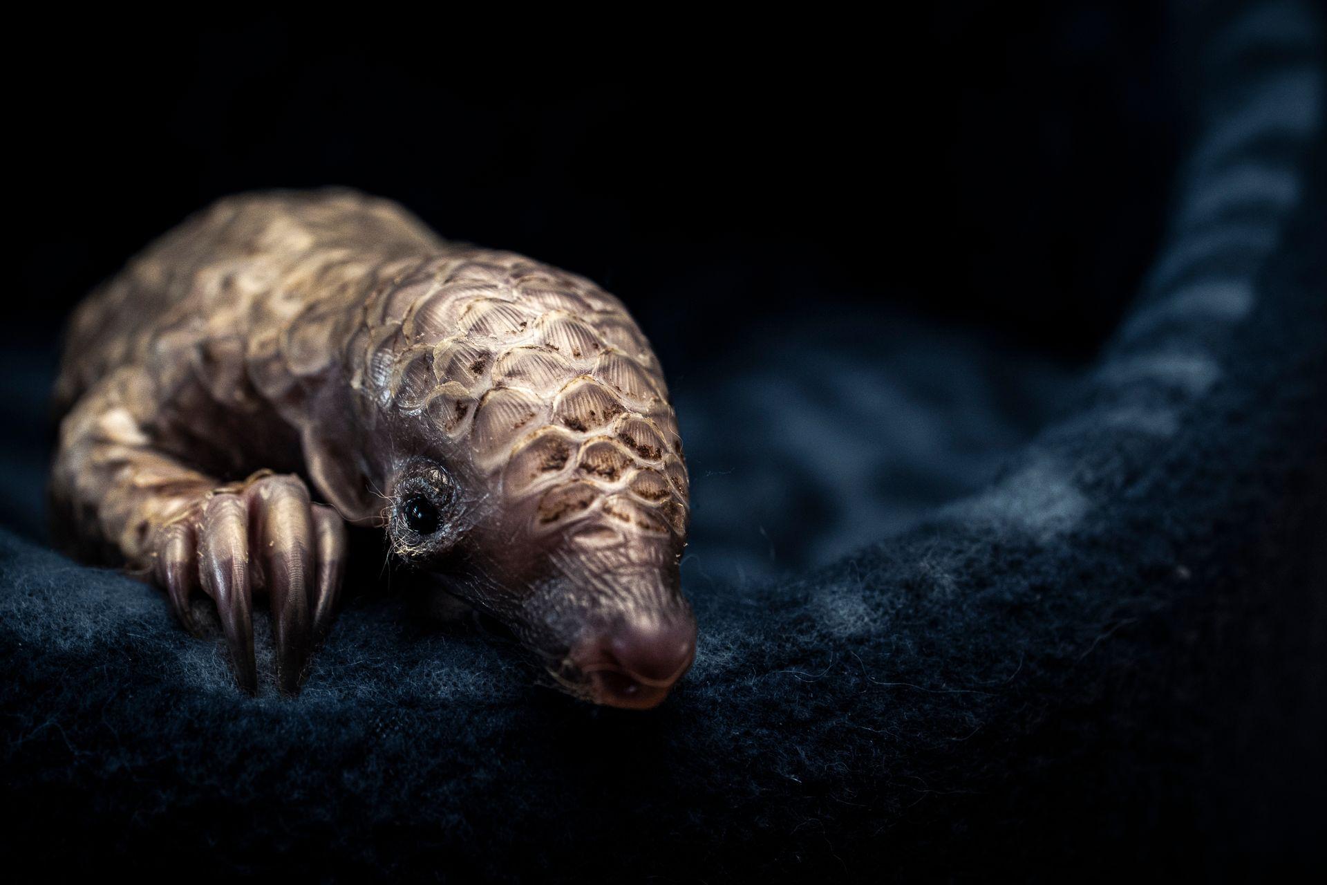 Razigrani ris, usnuli polarni medvedi, vrhunska kamuflaža: Najbolje fotografije prirode 10 Mali pangolin