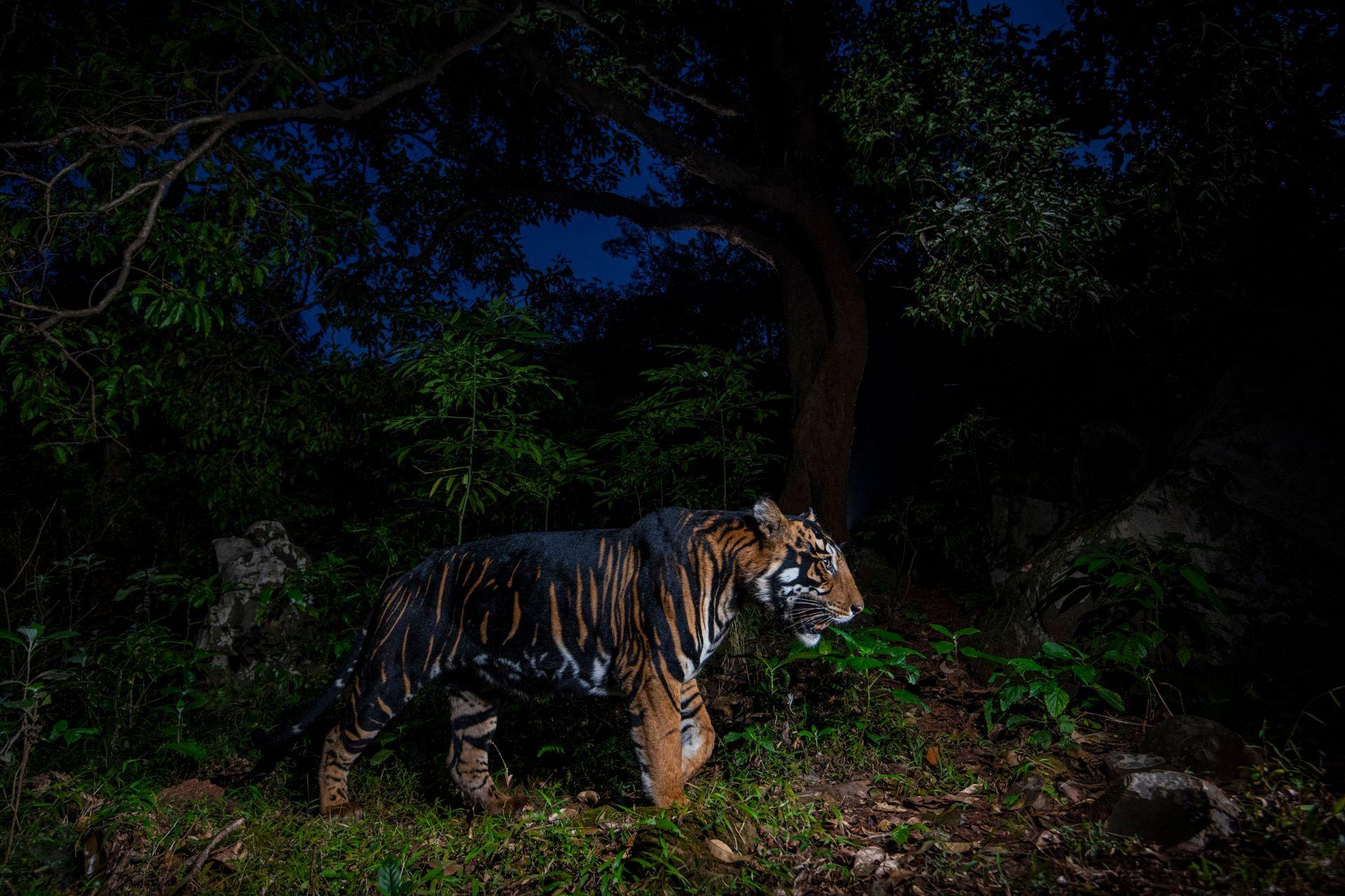 Razigrani ris, usnuli polarni medvedi, vrhunska kamuflaža: Najbolje fotografije prirode 11 Tigar