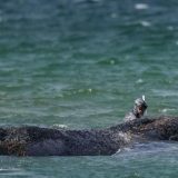 Kit zaplivao ka slobodi posle nemačke akcije spasavanja na Baltičkoj obali 4