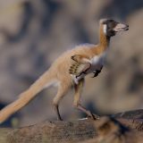 Najmanji među najvećima: Novo otkriće iz sveta dinosaurusa 5