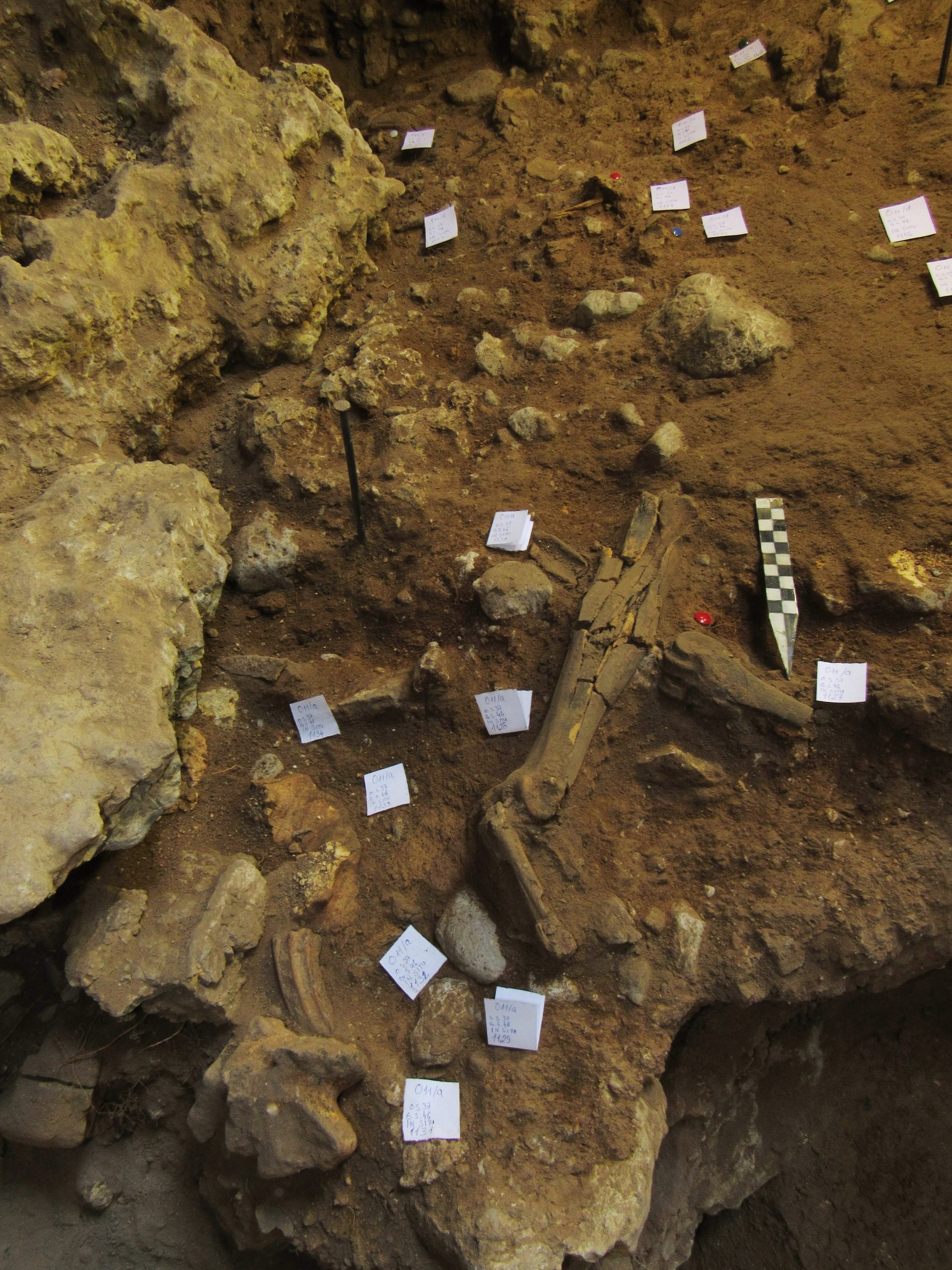 Kasni evropski neandertalci potiču od jedne populacije: U otkriću učestvovali i naučnici iz Srbije 2
