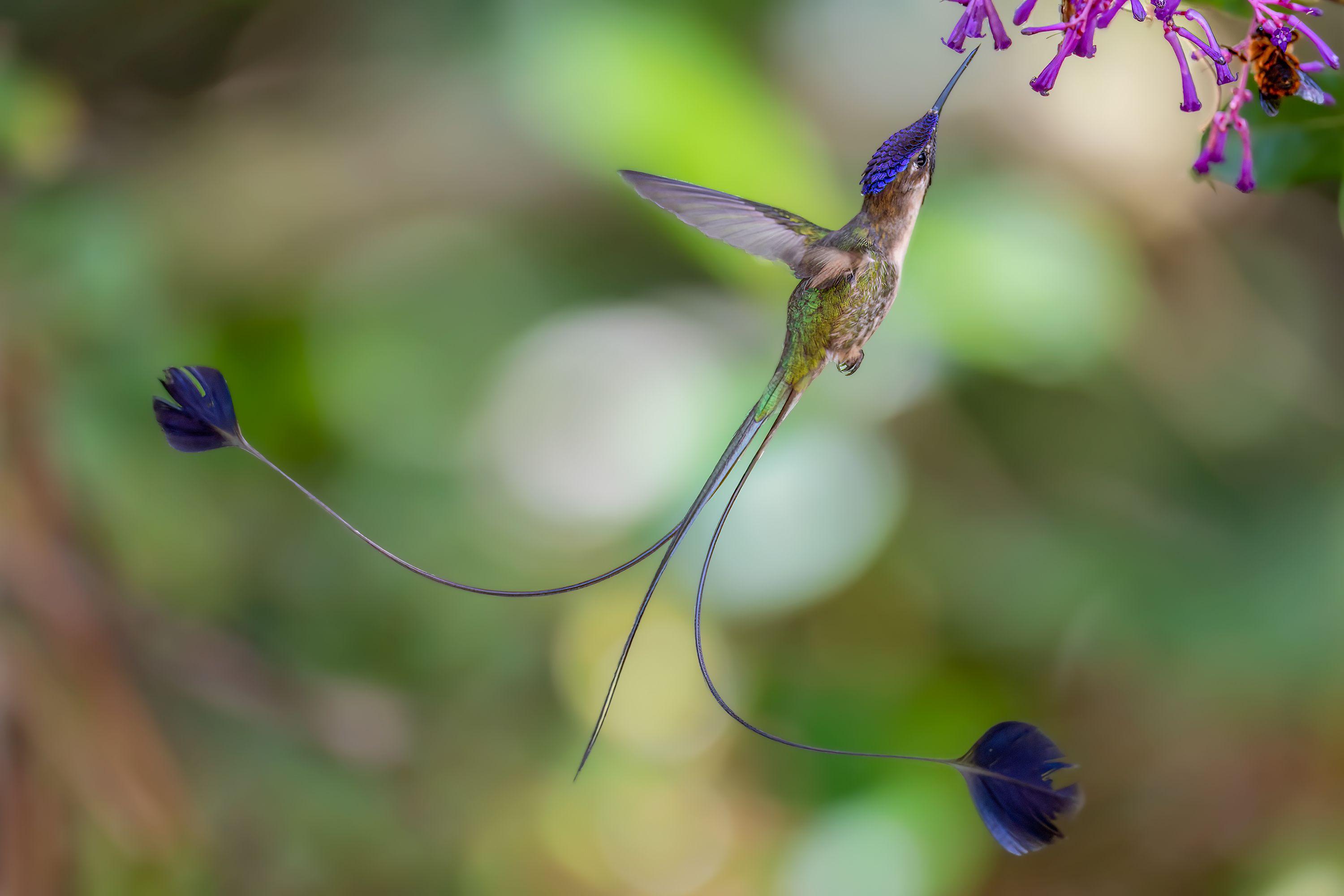 Razigrani ris, usnuli polarni medvedi, vrhunska kamuflaža: Najbolje fotografije prirode 18 Kolibri