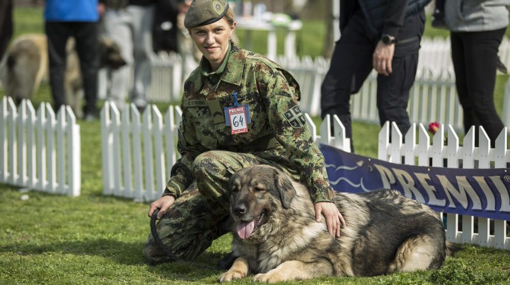 Vojska Srbije ima najlepšu ženku šarplaninca: Na Državnom prvenstvu vojni psi osvojili šest pehara 1