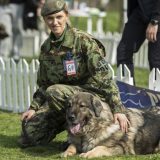 Vojska Srbije ima najlepšu ženku šarplaninca: Na Državnom prvenstvu vojni psi osvojili šest pehara 4