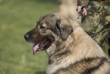 Vojska Srbije ima najlepšu ženku šarplaninca: Na Državnom prvenstvu vojni psi osvojili šest pehara 5