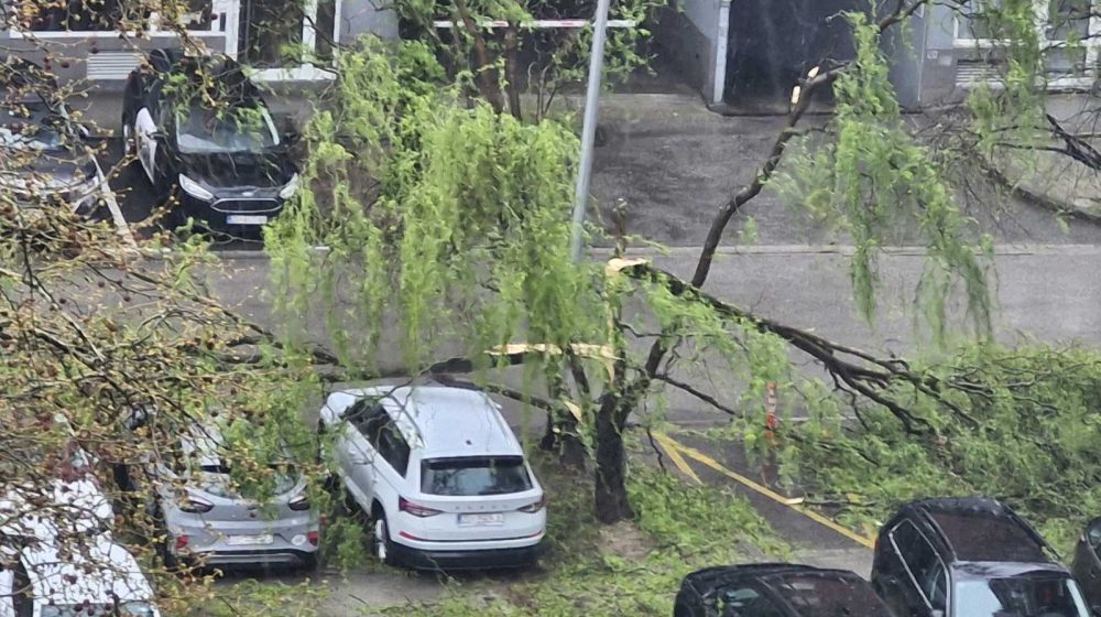 Niš moj grad: Pad grane na sugrađanku upozorenje da je održavanje zelenila i bezbednosno pitanje 8