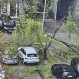 Niš moj grad: Pad grane na sugrađanku upozorenje da je održavanje zelenila i bezbednosno pitanje 6