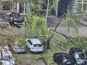 Niš moj grad: Pad grane na sugrađanku upozorenje da je održavanje zelenila i bezbednosno pitanje 5
