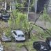 Niš moj grad: Pad grane na sugrađanku upozorenje da je održavanje zelenila i bezbednosno pitanje 2