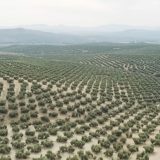 Kako je veliki zeleni zid u Kini pretvorio pustinju u skladište CO2 5