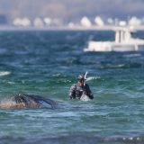 Spasavanje nasukanog kita Timija u Baltiku, uskoro kreće operacija „Jastuk“ (FOTO) 4