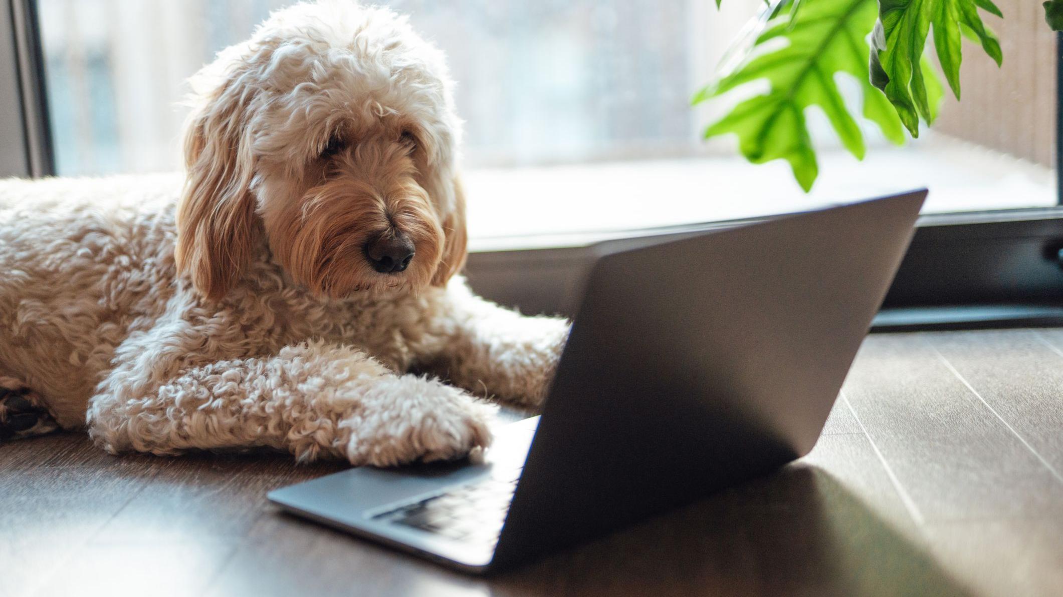 Jesmo li bliže razumevanju onoga što životinje govore 1 Svetlosmeđi pas leži na drvenom podu, sa prednjim šapama na otvorenom laptopu, dok se u pozadini vide prozor i biljka