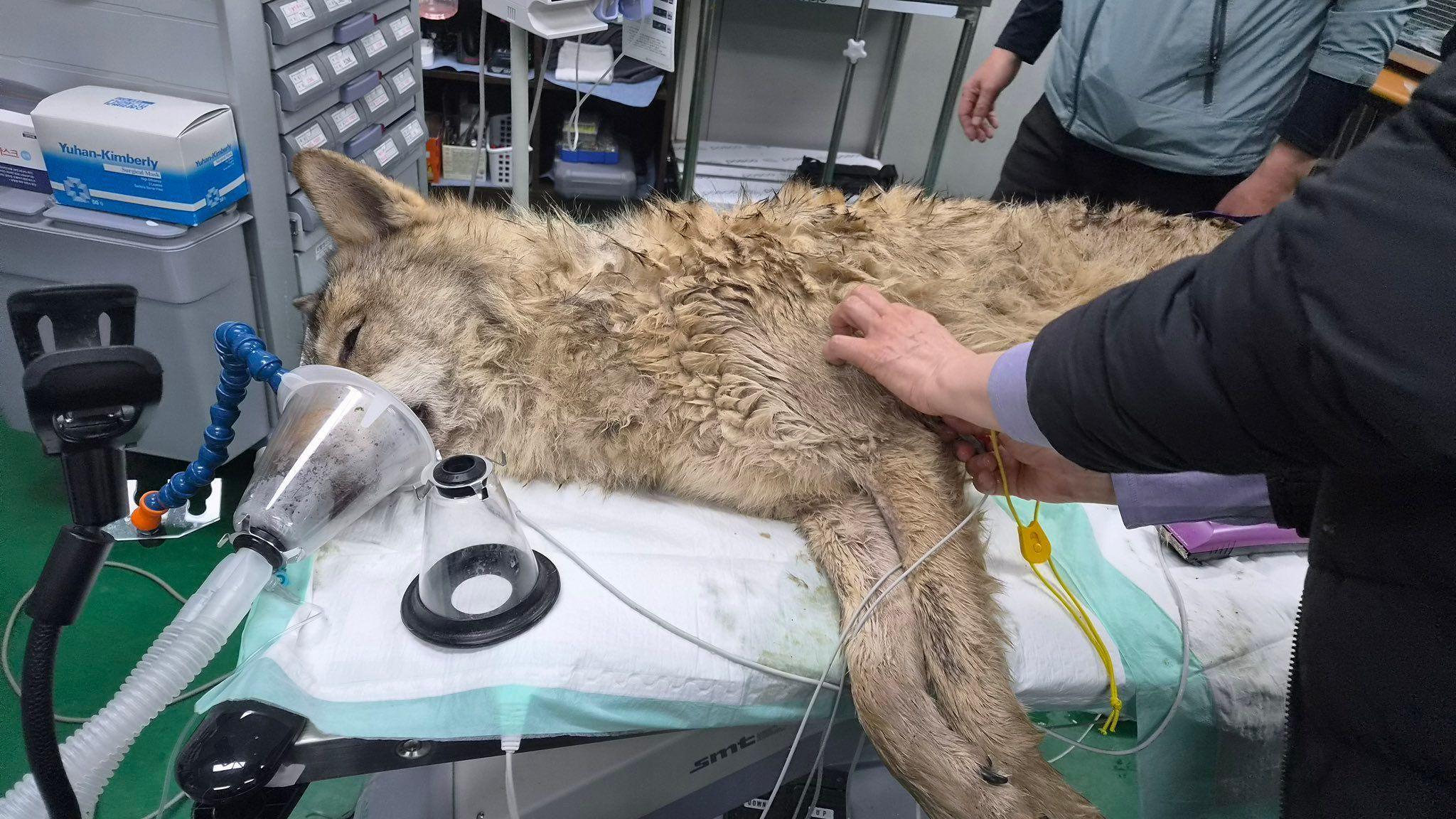 uhvaćen vuk koji je pobegao iz zoološkog vrta