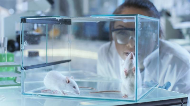 Laboratorijske životinje u Srbiji: 'I dalje su nezamenljive za eksperimente' 2 Miš u laboratoriji
