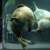 Nezapamćen zločin u Japanu: Bacio telo supruge u spalionicu zoološkog vrta 4