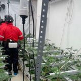 U stanovima na Zvezdari otkrivene dve laboratorije za proizvodnju marihuane, uhapšena jedna osoba 4