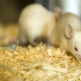 Laboratorijske životinje u Srbiji: 'I dalje su nezamenljive za eksperimente' 4