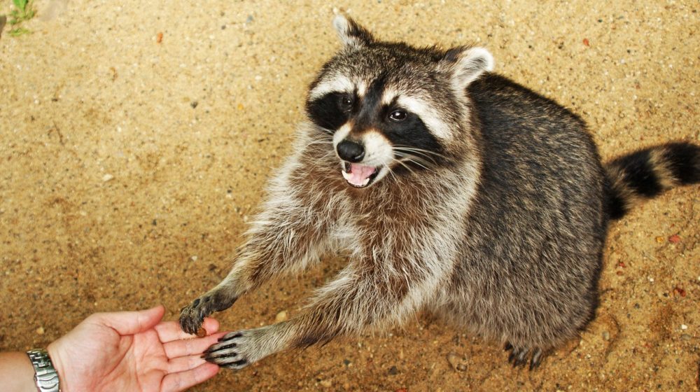 rakun